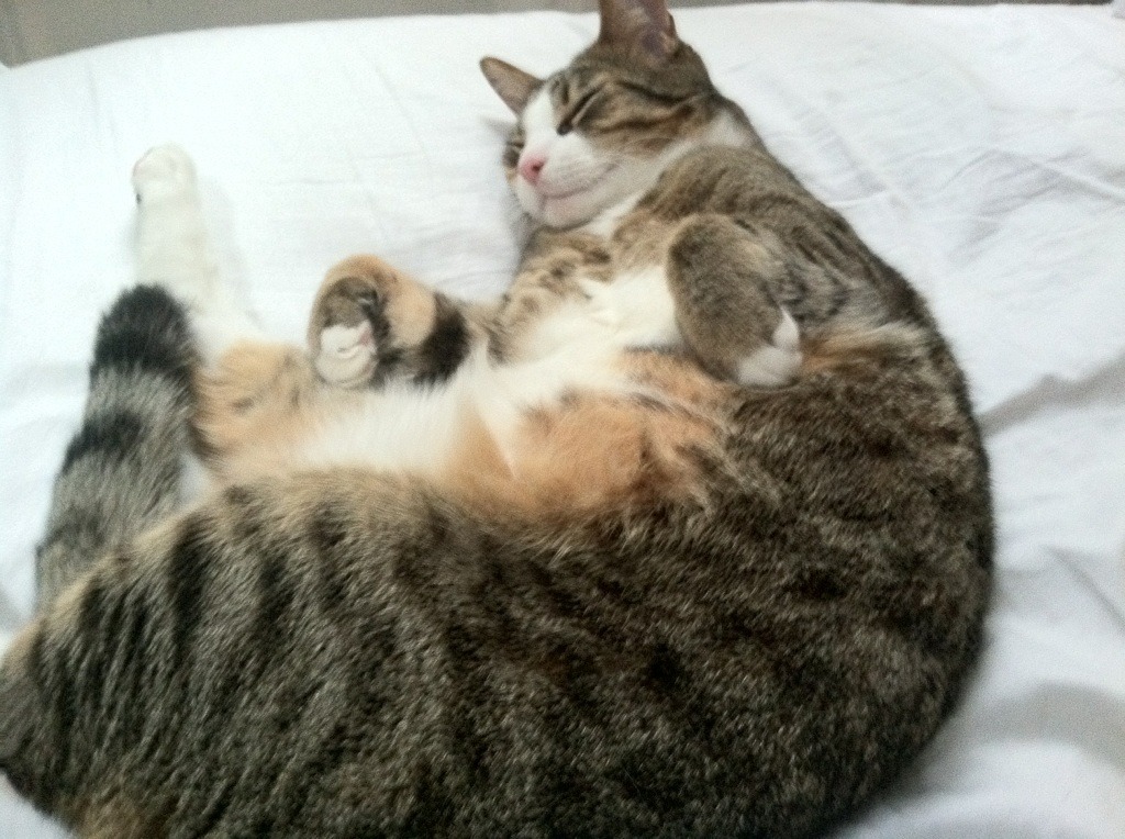 平行宇宙的绿茵场,当西甲国家德比遭遇多特蒙德掀翻奥地利的终极猜想