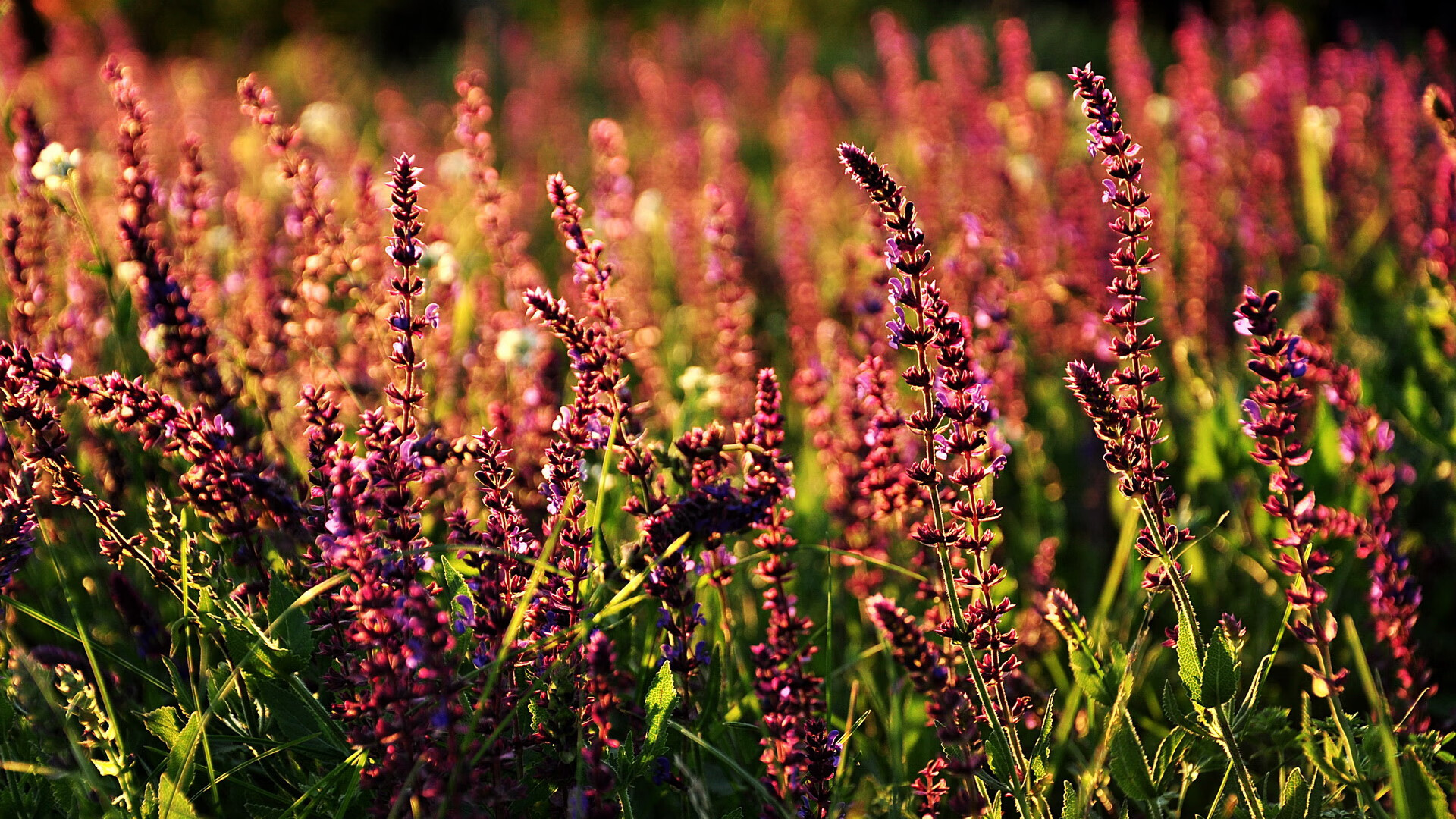 撕裂夜空的轰鸣,孔德生涯之夜,巴黎击碎马德里的铁幕