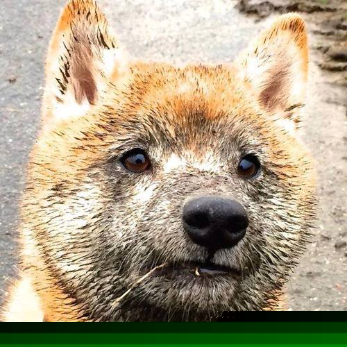 引擎轰鸣与丛林法则，当F1争冠的孤注一掷，照亮黄蜂第三节的致命蛰刺