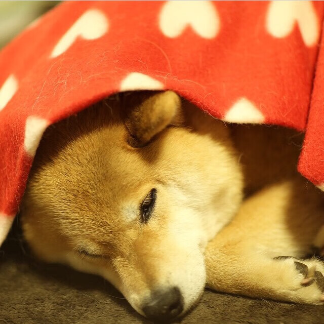 东西方篮球的碰撞，拉文闪耀全场，篮网跨洋完胜辽宁队