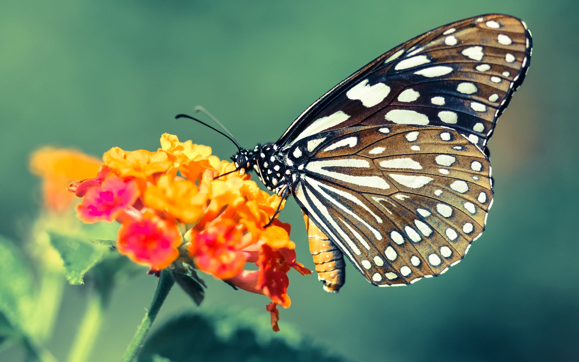 亚洲之光刺穿圣西罗！三笘薰加时绝杀，马赛客场奇迹逆转AC米兰