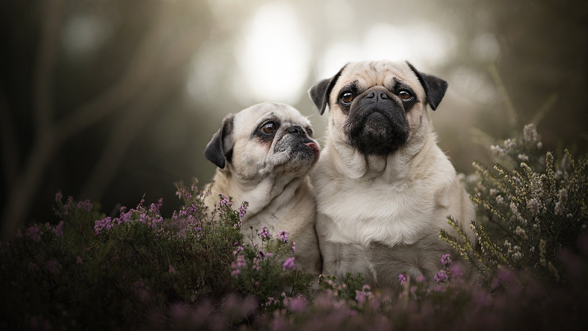 唯一关键先生！杰伦·格林第三节连砍14分，黄蜂决胜局力克北京