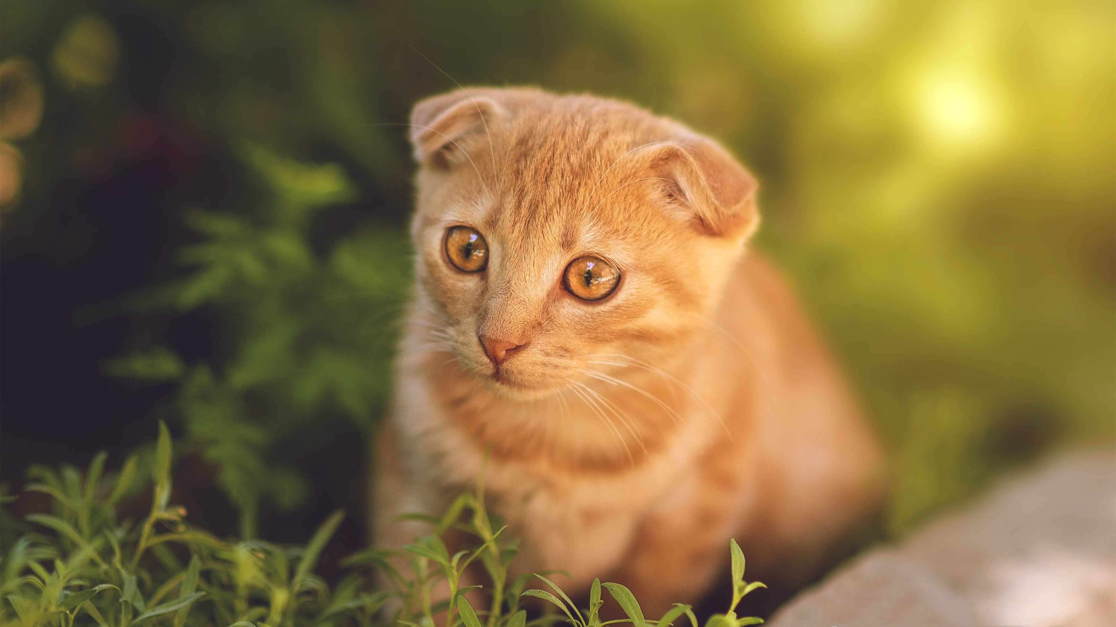 钻石切面，塔图姆如何用九个角度切割公牛