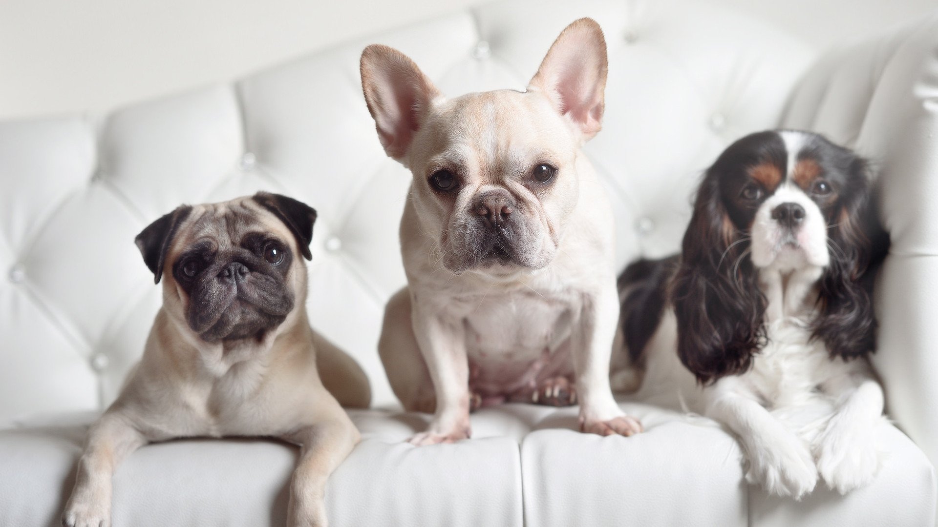 因果的琴弦，当厄德高在别处拨动，安菲尔德的地基随之震颤