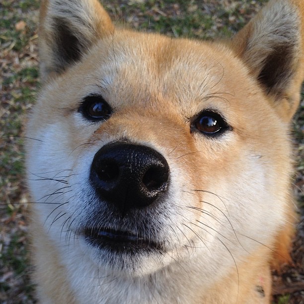 我们像锁一样缠住那不勒斯,直到格纳布里变成那把钥匙