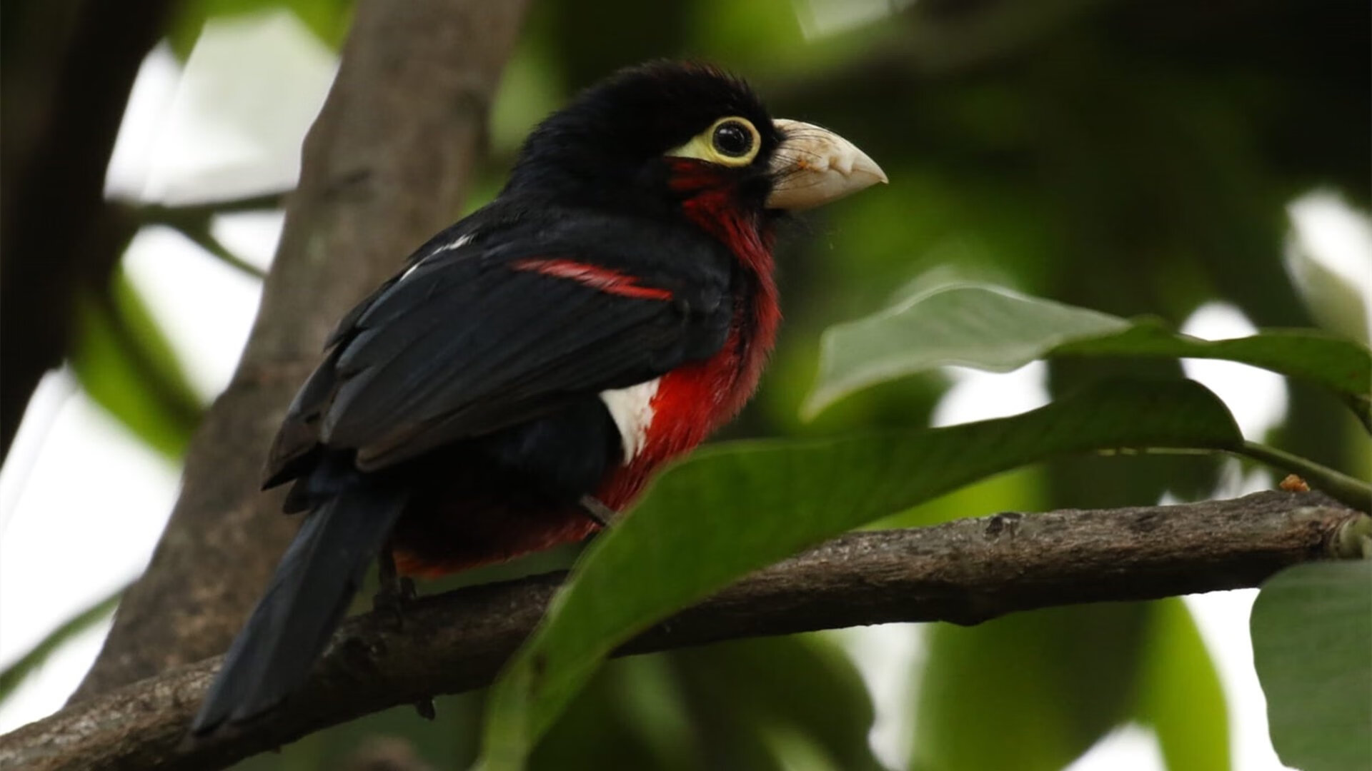 宿敌的终章与新王当立,骑士压哨绝杀勇士,浓眉季后赛接管比赛
