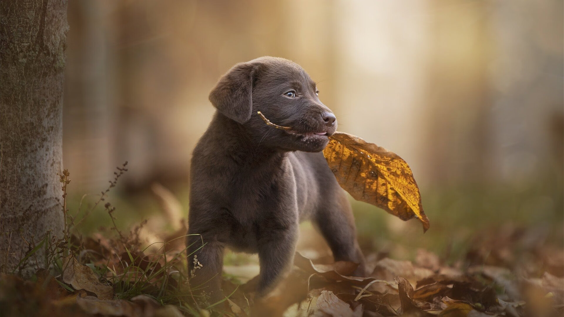 攻防启示录,戈贝尔的隐形王冠与太阳灼热之路