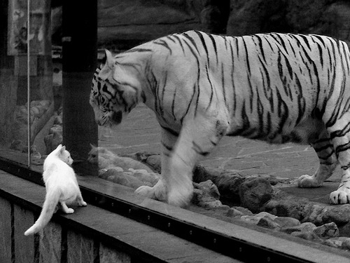 金门桥上空的逆行者,当德罗赞用古典技艺肢解现代篮球