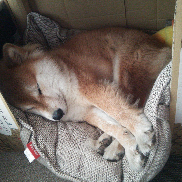 从丹佛到五棵松,一场篮球的中美对话,福克斯如何亲手为掘金改写传说?