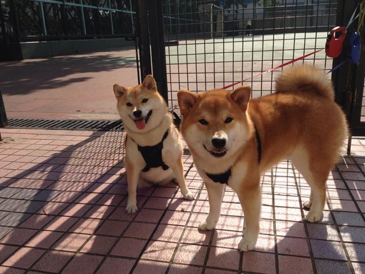 欧冠战场启示录,狼群战术如何在篮球场冲垮钢铁堡垒