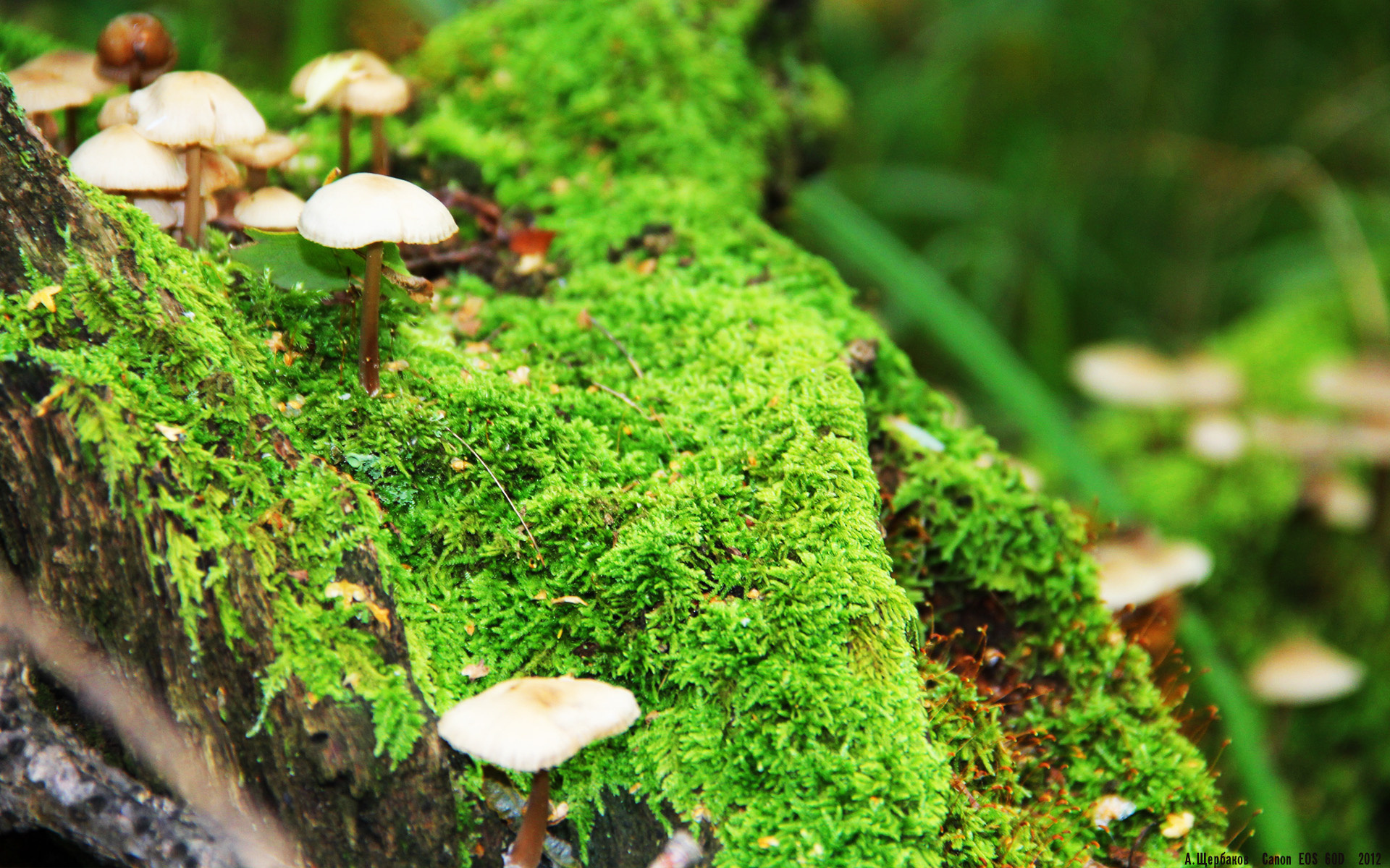 一个名字，决定一场比赛，阿什拉夫如何以一人之速，突袭梦剧场