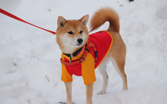 孤胆英雄与钢铁洪流，英格拉姆如何以一人之力对抗整个广厦体系