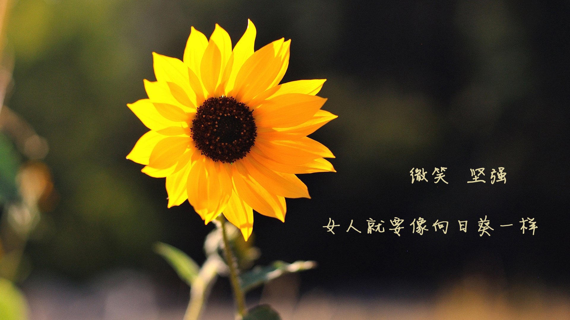 跨界交响曲，当埃及法老踏上赛车场—论维尼修斯如何与非洲雄狮共奏命运狂想