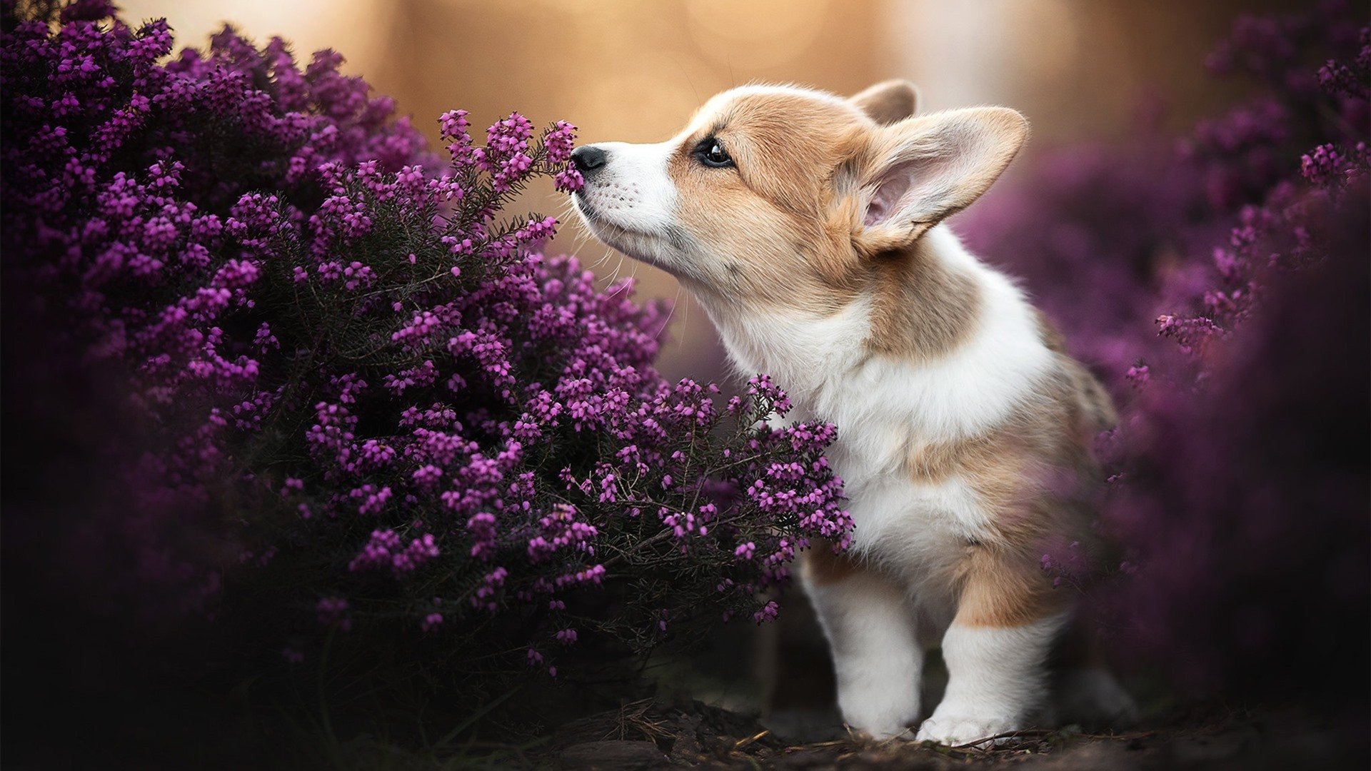 跨洋一击，武切维奇导演辽宁队狂胜鹈鹕，篮球世界杯前夜的东方震撼