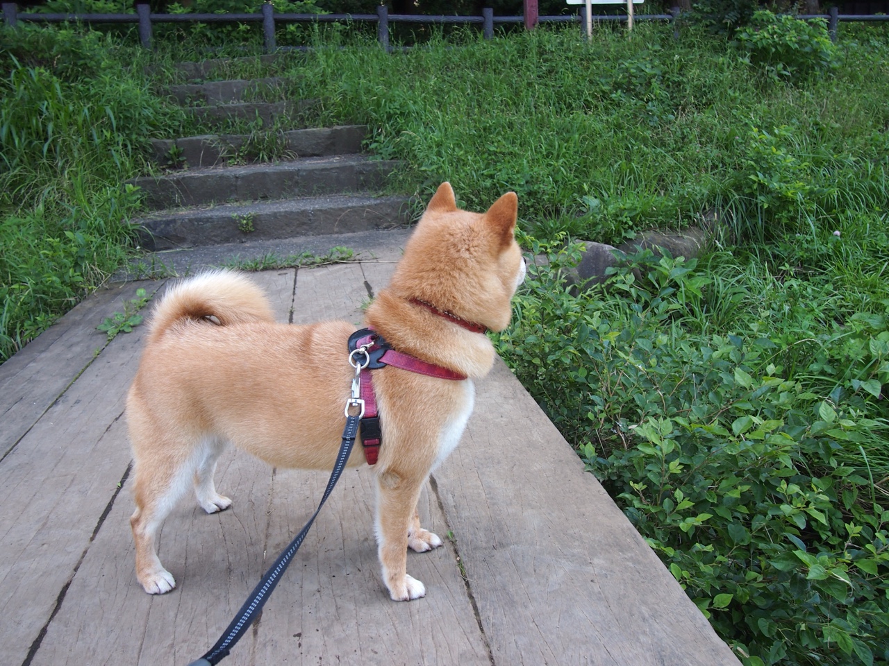 NBA季后赛，当土耳其球员用一记绝杀拯救祖国