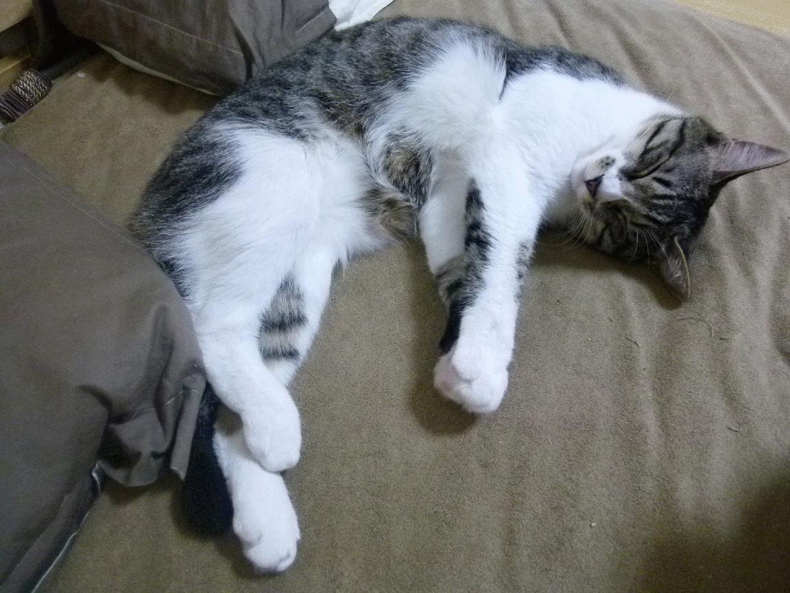 惨败夜格林却让纽约颤抖，47分刷爆记录！他是热火唯一的逆光