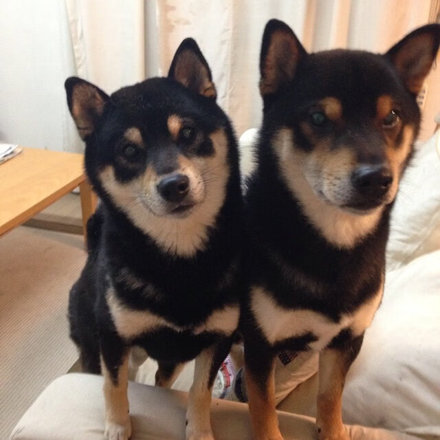 库里，魔术师般的轻取，以冷血三分将掘金推入沉默的深渊