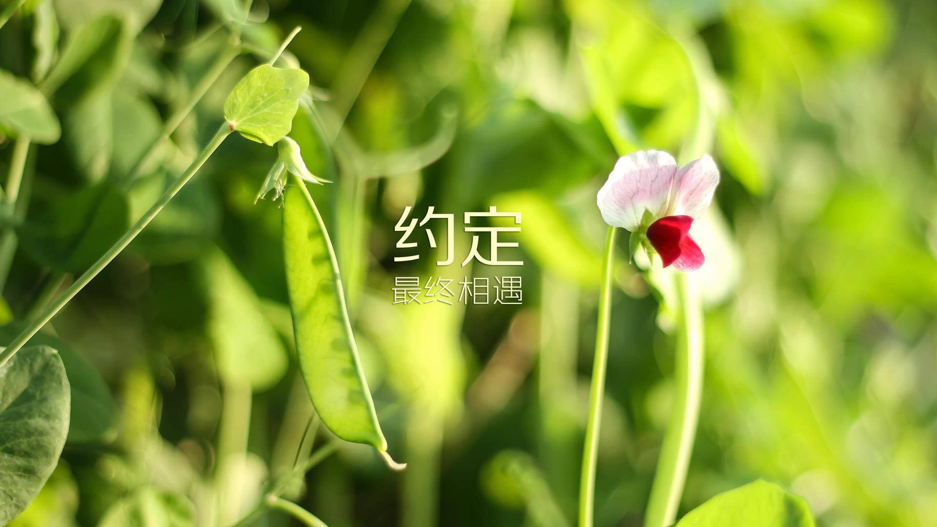 迦太基雄鹰的绝地反击,卢卡库铁血统治,德意志战车在沙漠折戟—2026世界杯C组死亡之组的生死启示录